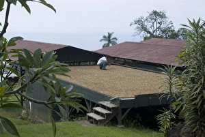 Big Island Prints: Kona coffee beans drying in the sun