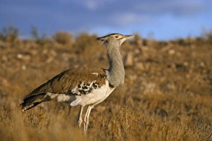Bustard Prints: Kori bustard (Ardeotis kori)
