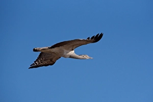 Avifauna Prints: Kori Bustard (Ardeotis kori ) flying, Chobe River, Botswana