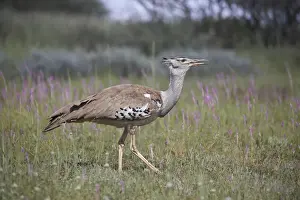 Aves Prints: Kori bustard (Ardeotis kori), Kgalagadi Transfrontier Park, South Africa, Africa