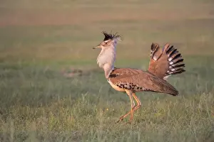 Wildlife Reserve Prints: Kori bustard (Ardeotis kori) male courtship display, Kgalagadi Transfrontier Park