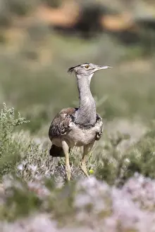 Northern Cape Prints: Kori bustard (Ardeotis kori) in nerine flowers in summer, Kgalagadi Transfrontier Park