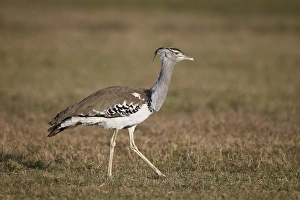 Kori bustard (Ardeotis kori), Ngorongoro Crater, Tanzania, East Africa, Africa