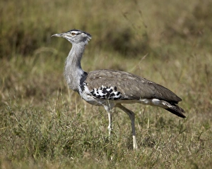 Kori bustard (Ardeotis kori), Ngorongoro Crater, Tanzania, East Africa, Africa
