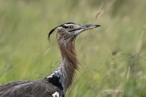 Tsavo Prints: Kori bustard (Ardeotis kori), Tsavo, Kenya, East Africa, Africa