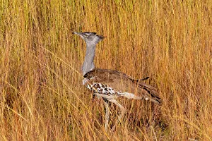 Animal Kingdom Prints: Kori Bustard, Pilanesberg National Park, North West Province, South Africa, Africa