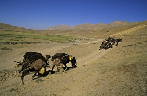 Tribe Prints: Kuchie camel train, between Chakhcharan and Djam, Afghanistan, Asia
