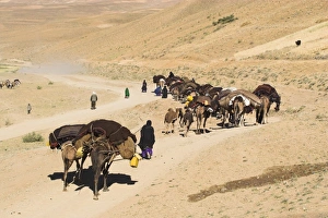 Tribe Prints: Kuchie nomad camel train, between Chakhcharan and Jam, Afghanistan, Asia