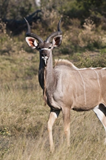 Kudu (Tragelaphus strepsiceros), Savute Channel, Linyanti, Botswana, Africa