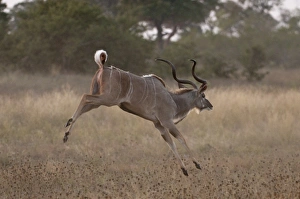 Kudu (Tragelaphus strepsiceros), Savute Channel, Linyanti, Botswana, Africa
