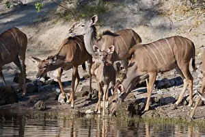 Antelope Prints: Kudu, (Tragelaphus strepsiceros), drinking, Chobe national park, Botswana