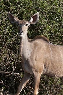 Chobe Prints: Kudu (Tragelaphus strepsiceros), Chobe National Park, Botswana, Africa