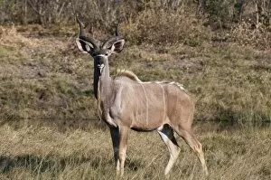 Kudu (Tragelaphus strepsiceros), Savute Channel, Linyanti, Botswana, Africa