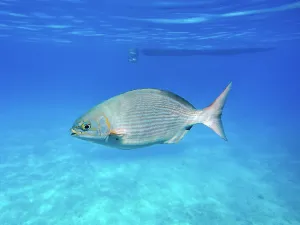 Cozumel Prints: Kyphosus sectatrix seen during the Palancar Gardens