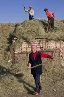 Kyrgyz people harvesting, Sary Tash, Kyrgyzstan, Central Asia, Asia