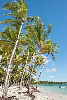 Guadeloupe Prints: La Caravelle beach, Sainte-Anne, Grande-Terre, Guadeloupe
