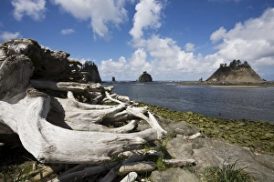 Drift Wood Prints: La Push, Olympic Peninsula, Washington State, United States of America, North America