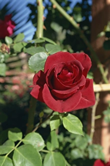 Rose Prints: La Roseraie Hotel