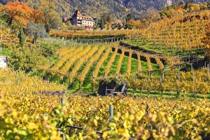 Merano Prints: Labers Castle set in the middle of vineyards, Castel Labers, Merano, Val Venosta