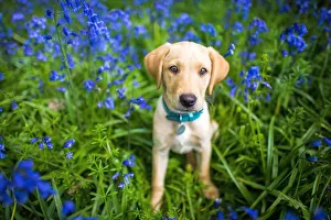 Portrait Prints: Labrador in bluebells, Oxfordshire, England, United Kingdom, Europe