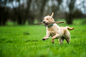Carrying Prints: Labrador carrying stick, United Kingdom, Europe