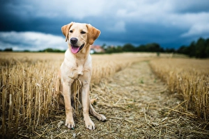 Canis Lupus Familiaris Prints: Labrador in field, Oxfordshire, England, United Kingdom, Europe