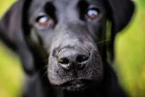 Domestic Animal Prints: Labrador nose, United Kingdom, Europe