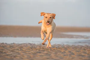 Canine Prints: Labrador, United Kingdom, Europe
