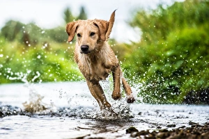 Canis Lupus Familiaris Prints: Labrador in water, Oxfordshire, England, United Kingdom, Europe