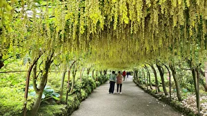 Garden Design Prints: Laburnum Grove, Bodnant Gardens, Conwy, Wales, United Kingdom, Europe