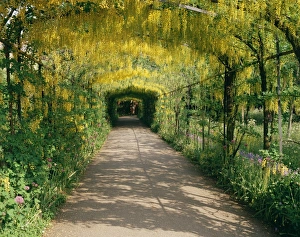 Hampton Court Prints: Laburnum Walk in Wilderness Gardens, Hampton Court, Greater London, England