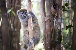 Foreground Focus Prints: Lac Alaotra bamboo lemur (Hapalemur alaotrensis)