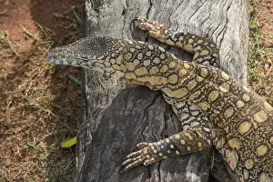 Queensland Prints: Lace Monitor (Varanus varius), Lone Pine Sanctuary, Brisbane, Queensland, Australia