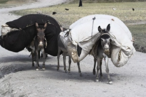 Overloaded Prints: Laden donkeys, Pal-Kotal-i-Guk, between Chakhcharan and Jam, Afghanistan, Asia