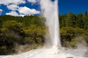 Images Dated 8th November 2008: Lady Knox Geyser, Wai-O-Tapu Thermal Wonderland, North Island, New Zealand, Pacific