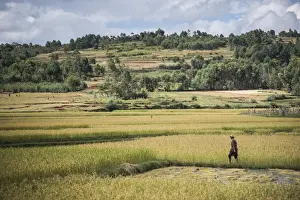 Farmer Prints: Lady in rice paddy fields on RN7 (Route Nationale 7) near Ambatolampy in the Central Highlands