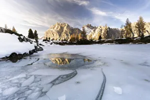 Coniferous Tree Prints: Lagazuoi mountain mirrored in the icy lake Limides at dawn, Ampezzo Dolomites