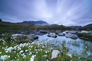 Wild Flower Prints: Laghetto Alto Scorluzzo framed by cotton grass at sunrise, Bormio, Braulio Valley