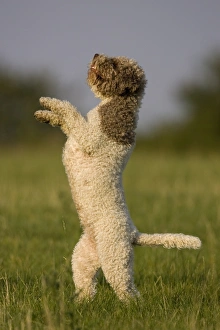 Images Dated 29th February 2008: Lagotto Romagnolo