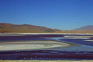 Images Dated 3rd November 2010: Laguna Colorada (Red Lagoon), a shallow salt lake in the southwest of the altiplano