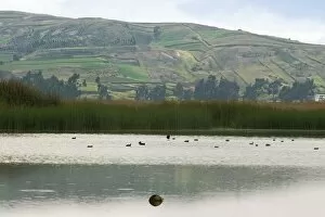 Laguna de Colta (Colta Lake) south west of Riobamba, its reeds are an important resource for cattle feed