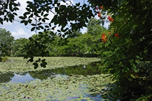Water Lilies Prints: Laguna del Tesoro (Treasure Lagoon), Zapata Peninsula, Matanzas, Cuba, West Indies
