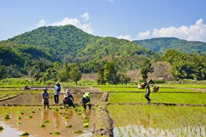 Planting Prints: Lahu tribe people planting rice in rice paddy fields