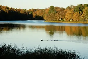 Fall Prints: Lake, autumn, Virginia Water, Surrey, England, United Kingdom, Europe