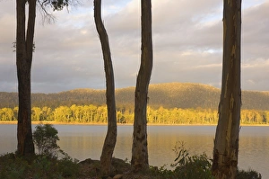 Arranging Prints: Lake Binney, Tarraleah, Tasmania, Australia, Pacific