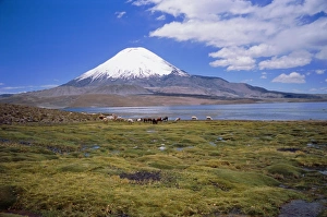 Bleak Prints: Lake Chungara and the snow capped volcano Parinacota, Lauca National Park