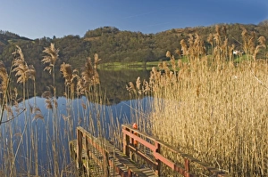 Grasmere Prints: Lake Grasmere, Lake District National Park, Cumbria, England, United Kingdom, Europe