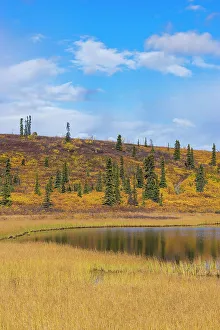 Lake with grass and trees in autumn, Glenallen Hwy, Alaska, United States of America, North America