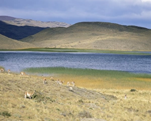 Llama Prints: Lake and llamas, Torres del Paine National Park, Patagonia, Chile, South America