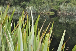 Images Dated 22nd April 2010: Lake Matheson, Westland Tai Poutini National Park, UNESCO World Heritage Site